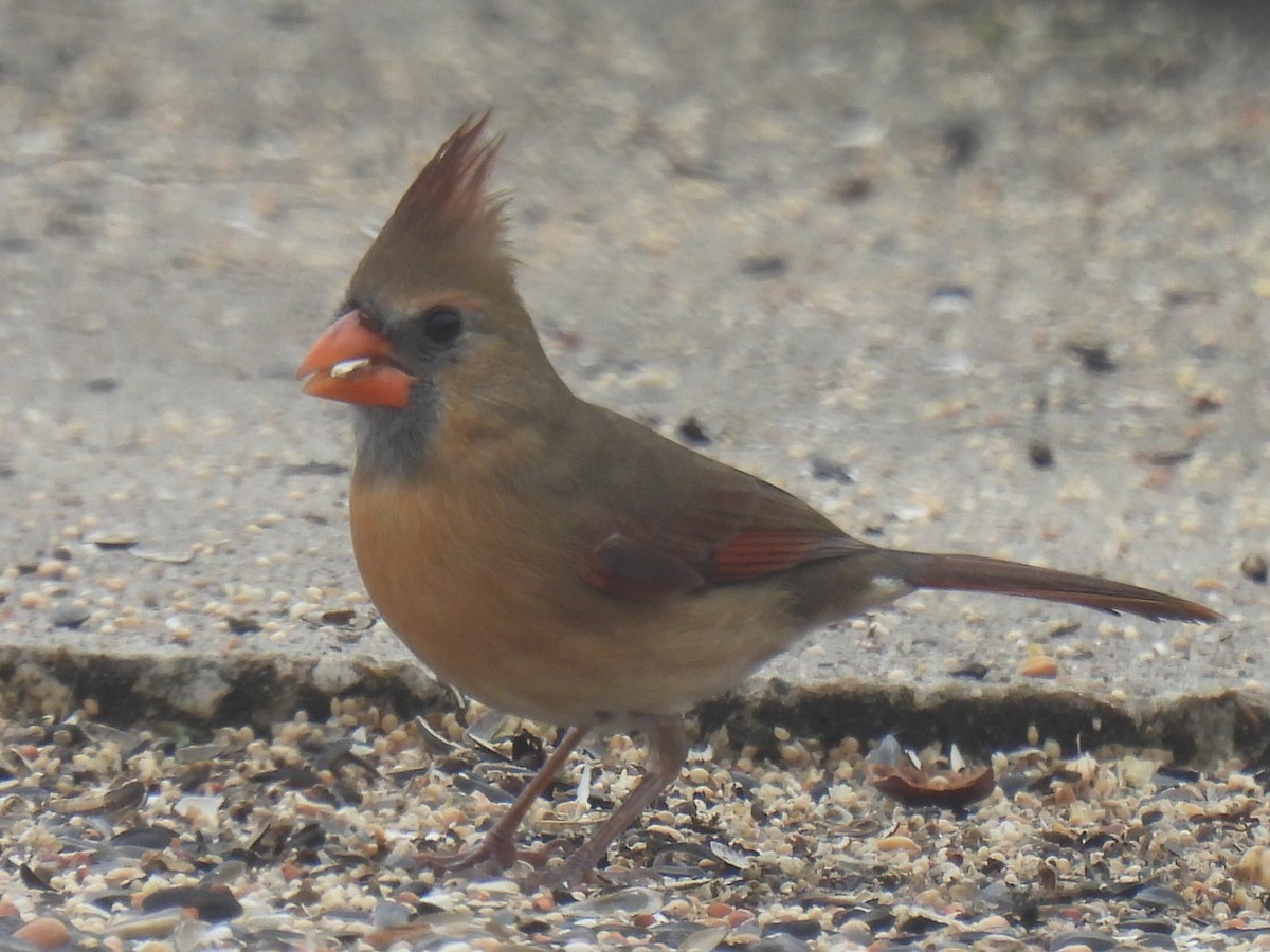 Northern Cardinal - ML646778547