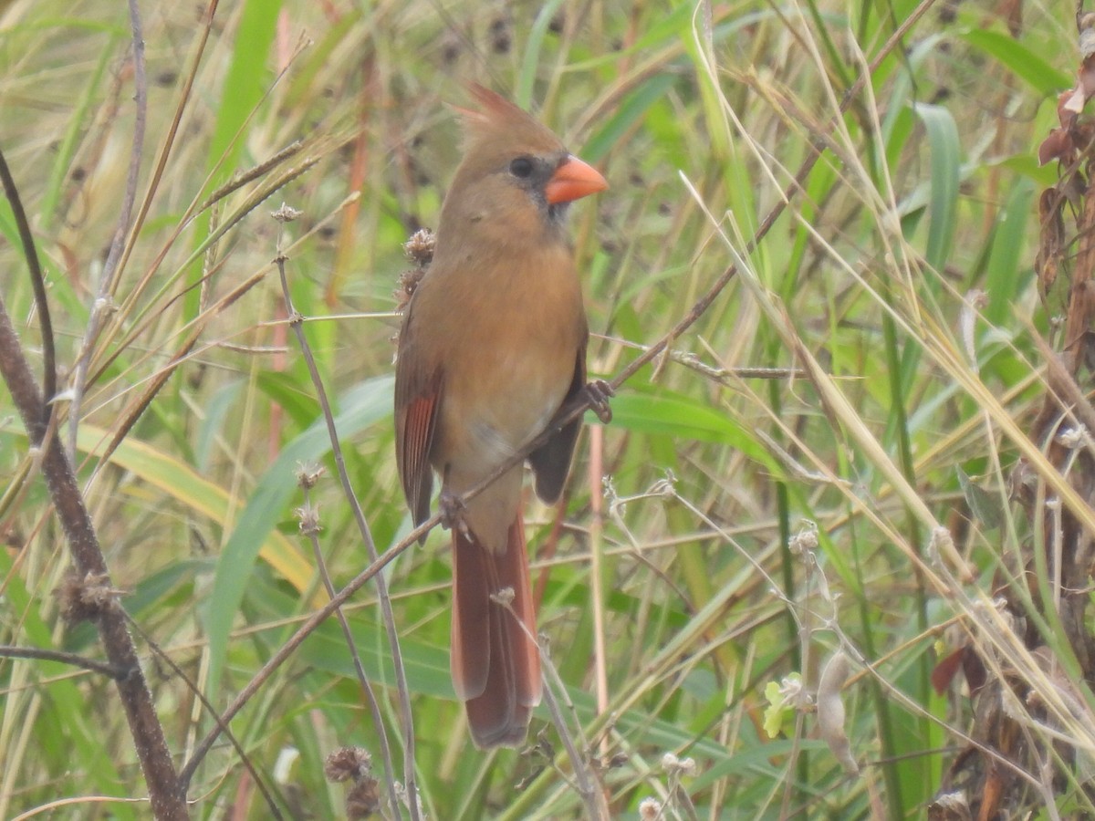 Northern Cardinal - ML646778550