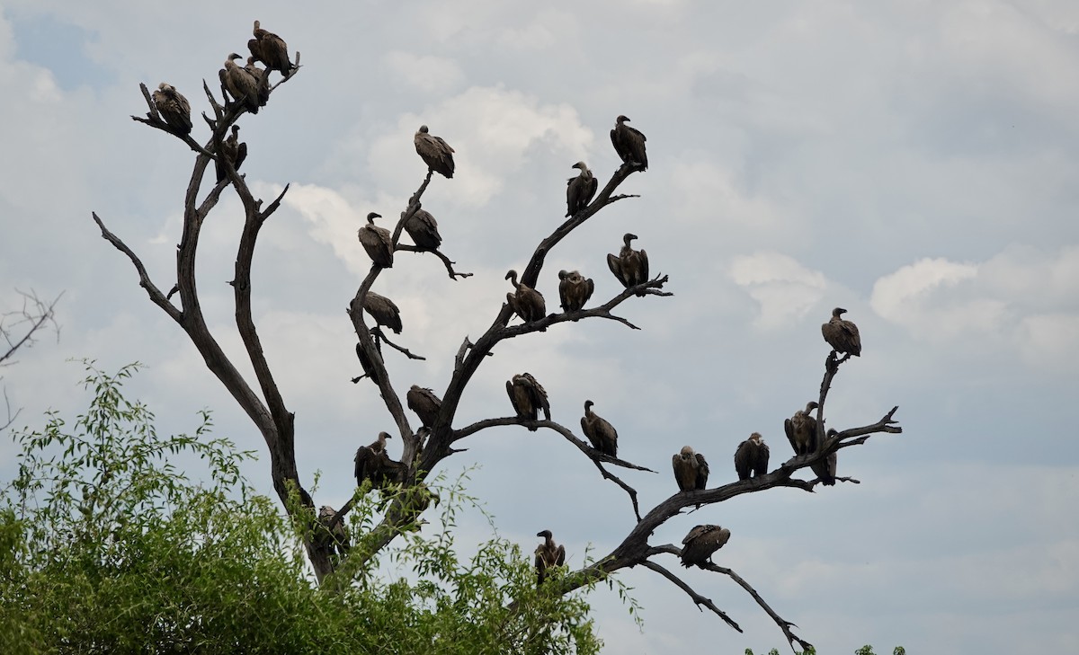 Buitre Dorsiblanco Africano - ML646778551