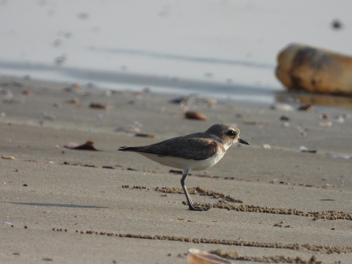 Тэнгисийн хиазат - ML646778552