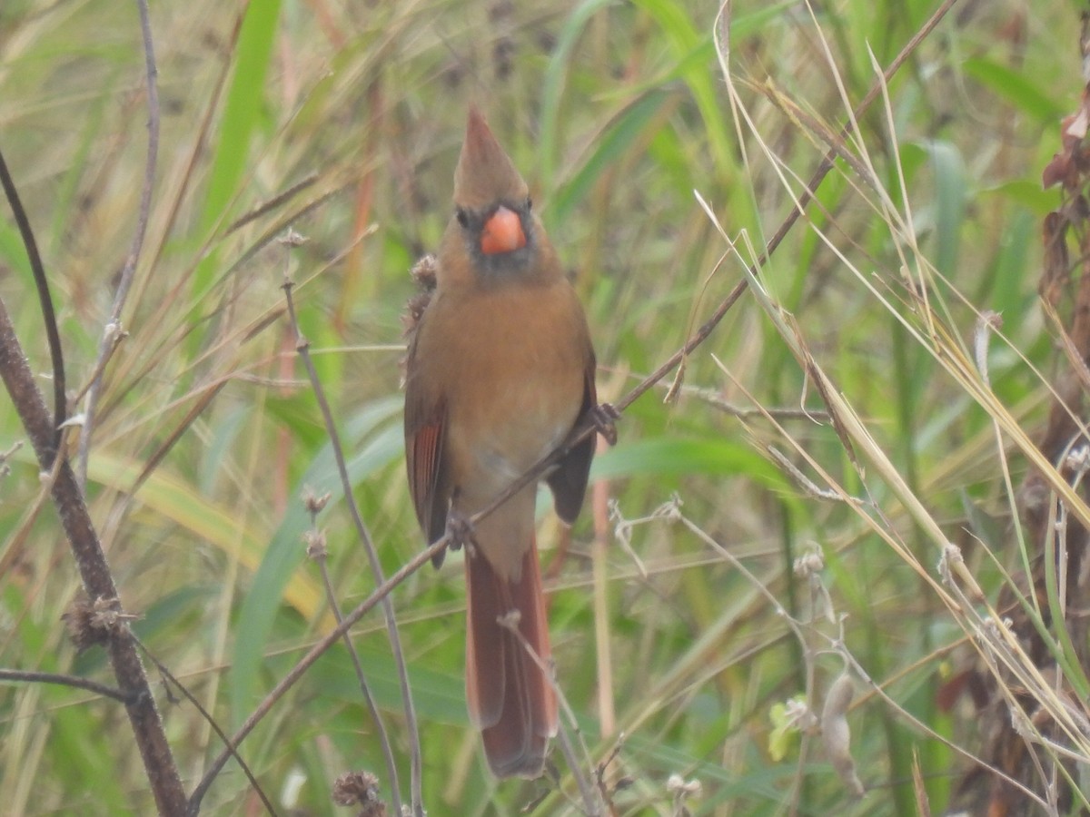 Northern Cardinal - ML646778553