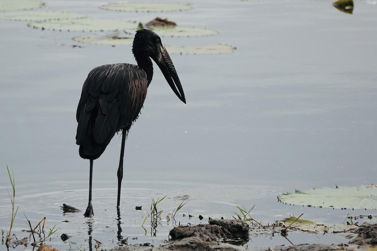 クロスキハシコウ - ML646778554