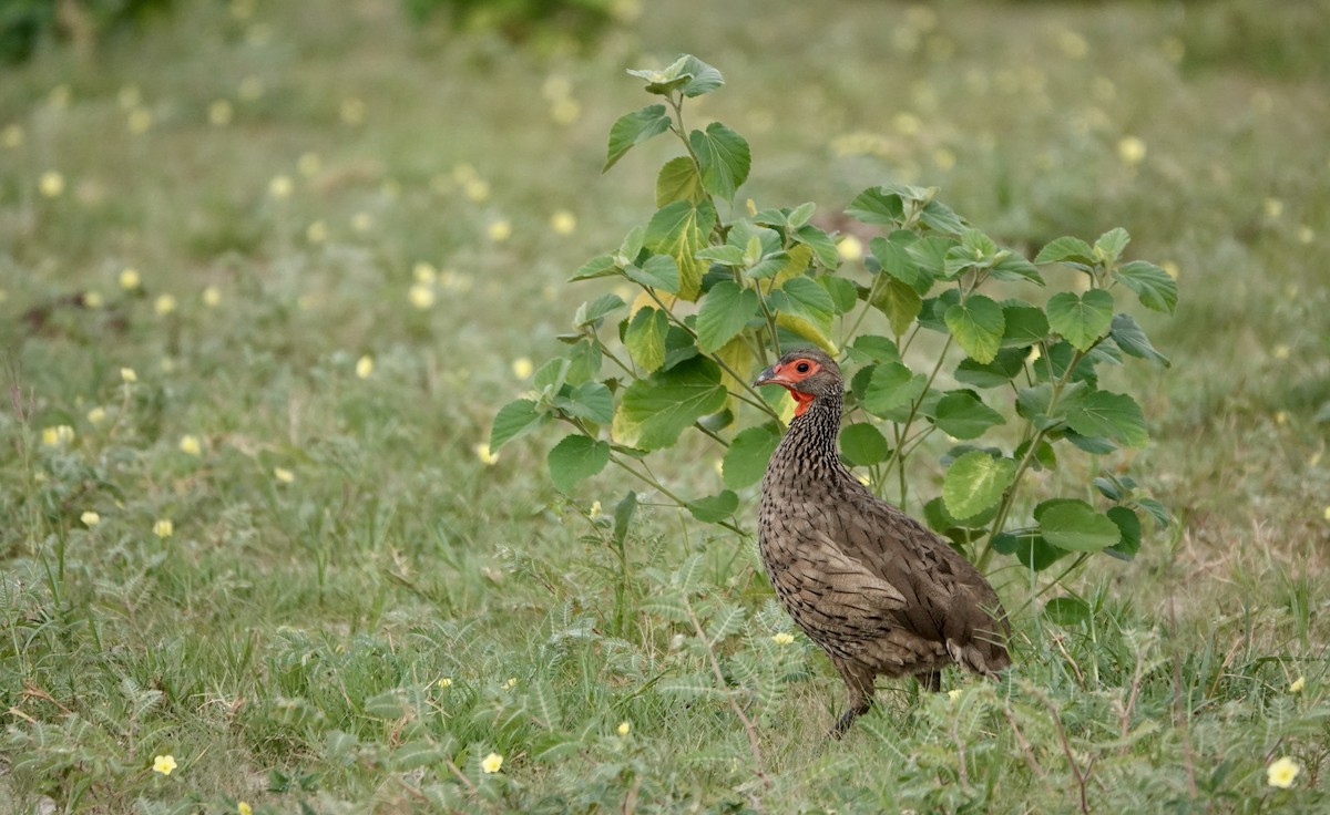 クロアシアカノドシャコ - ML646778569