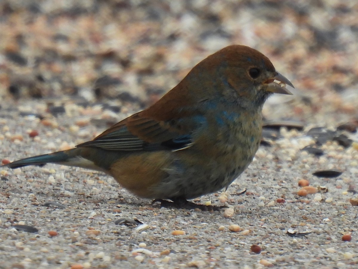 Indigo Bunting - ML646778574