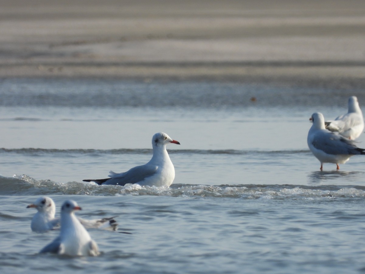 Gaviota Centroasiática - ML646778575