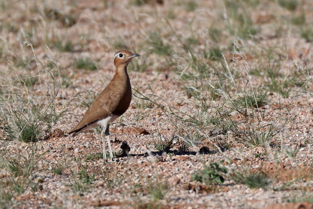 Burchell's Courser - ML646778578