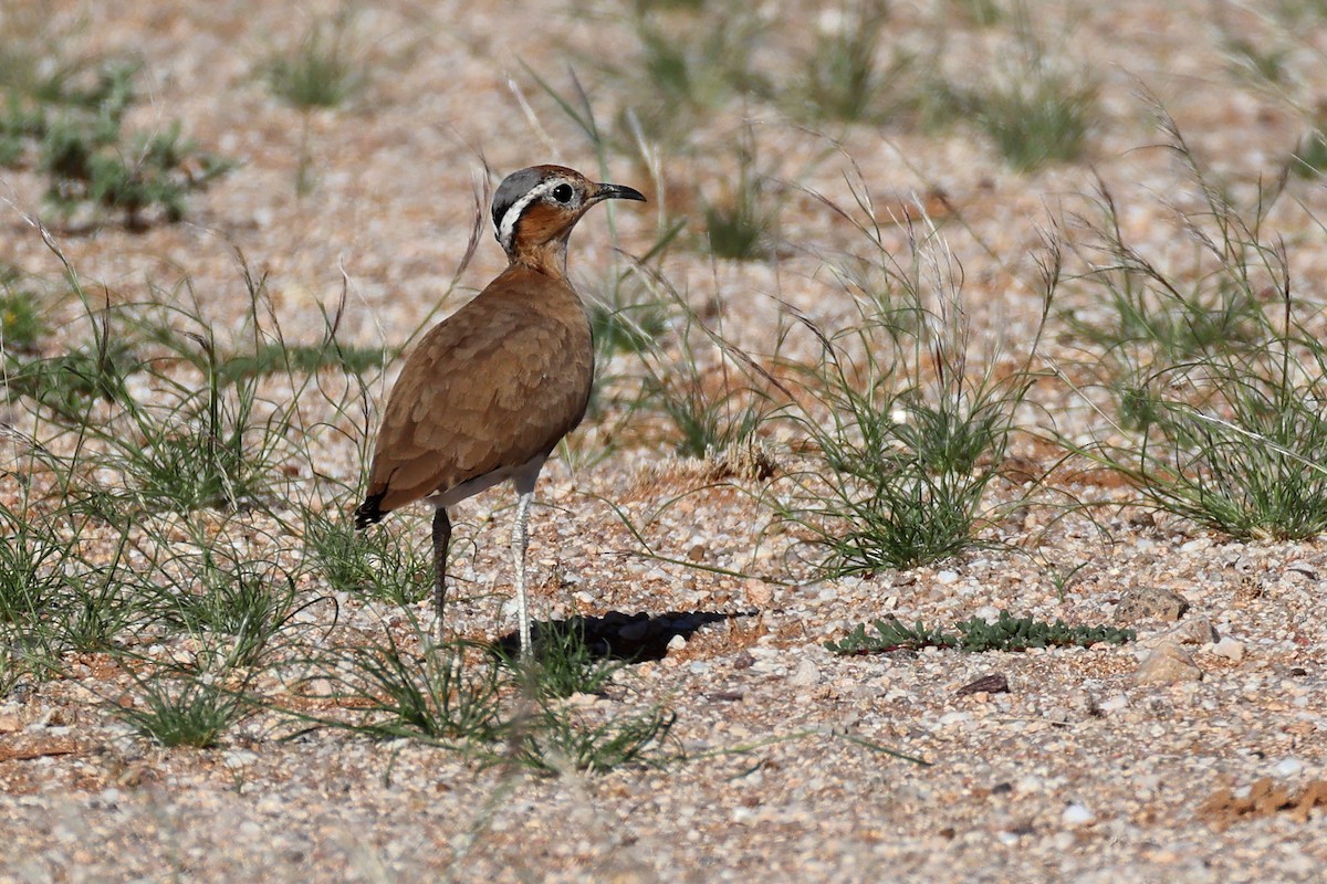 Burchell's Courser - ML646778579