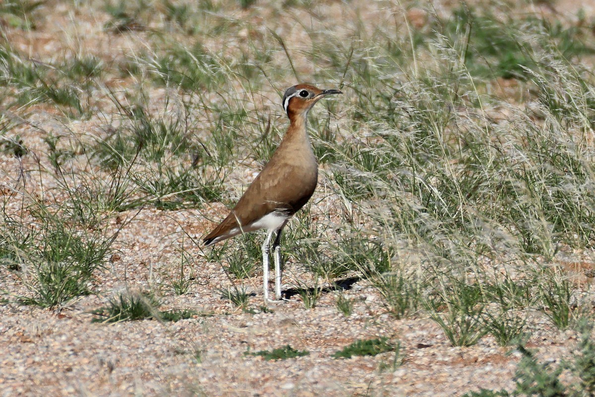 Burchell's Courser - ML646778580