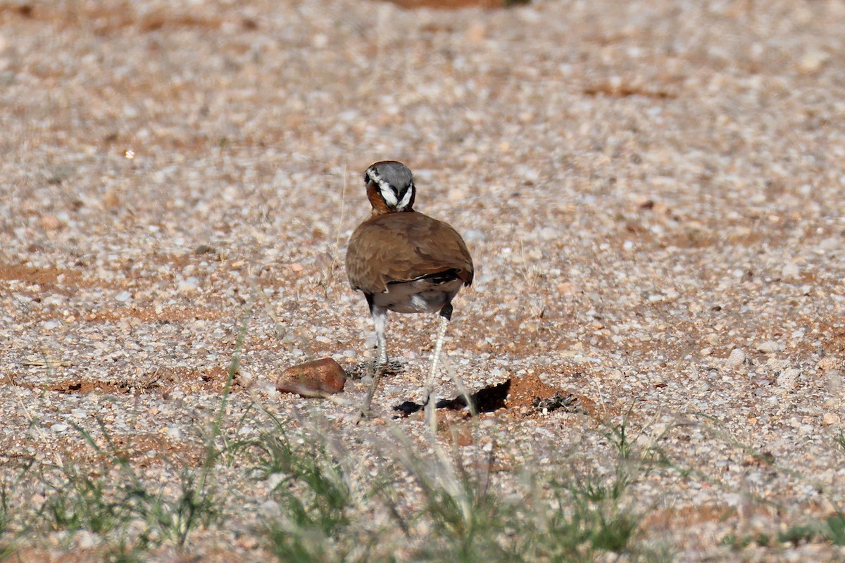 Burchell's Courser - ML646778581