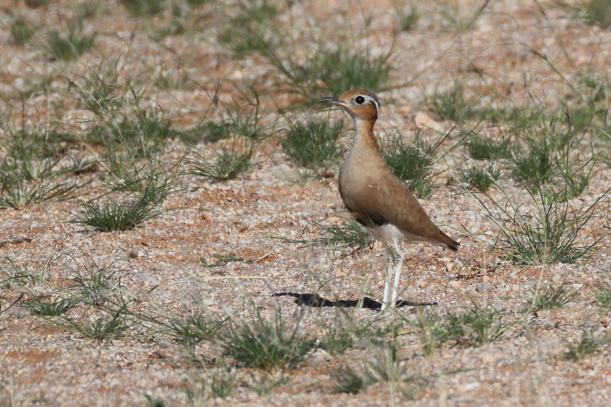 Burchell's Courser - ML646778582