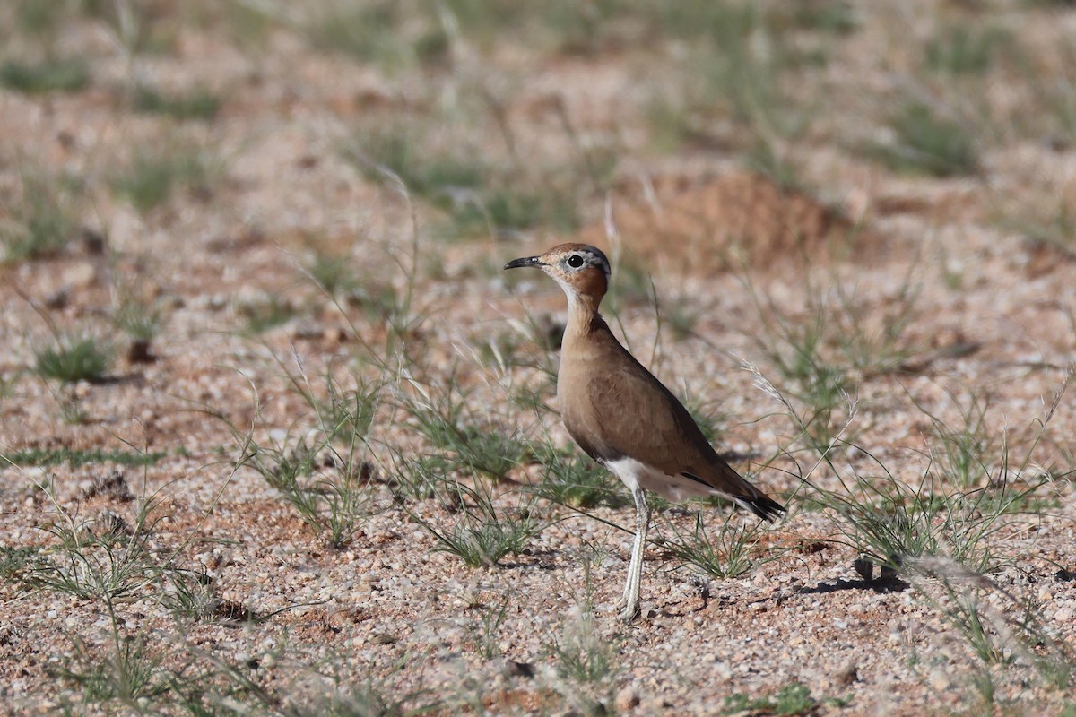 Burchell's Courser - ML646778583