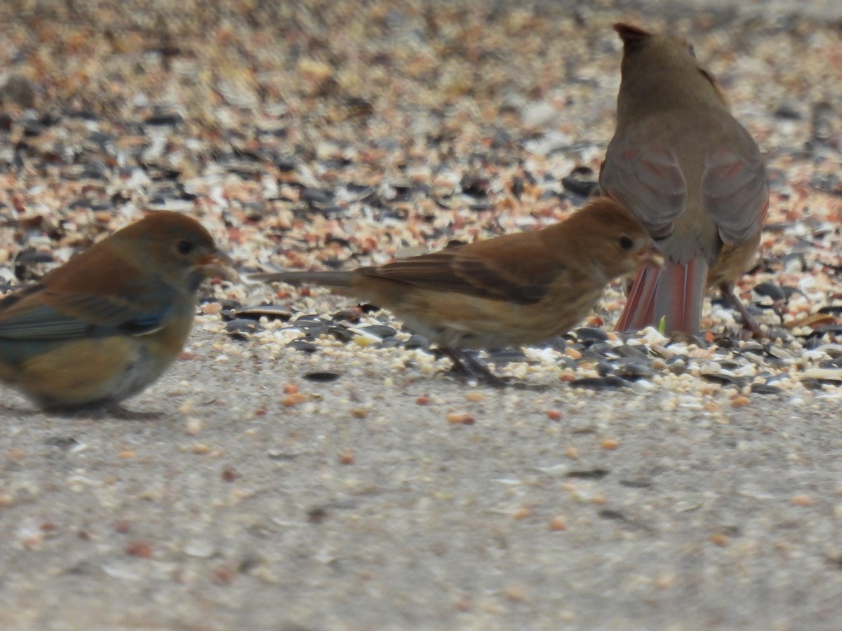 Indigo Bunting - ML646778584