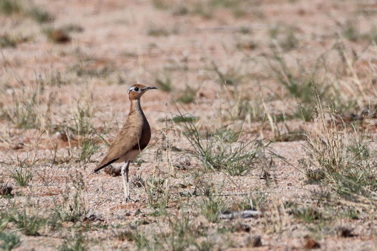 Burchell's Courser - ML646778585