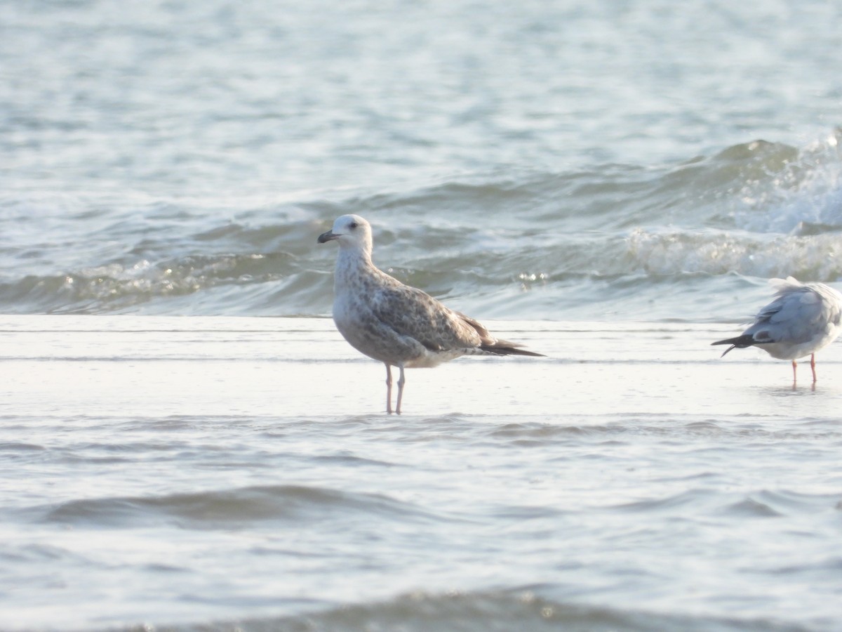 Бэсрэг цахлай - ML646778590