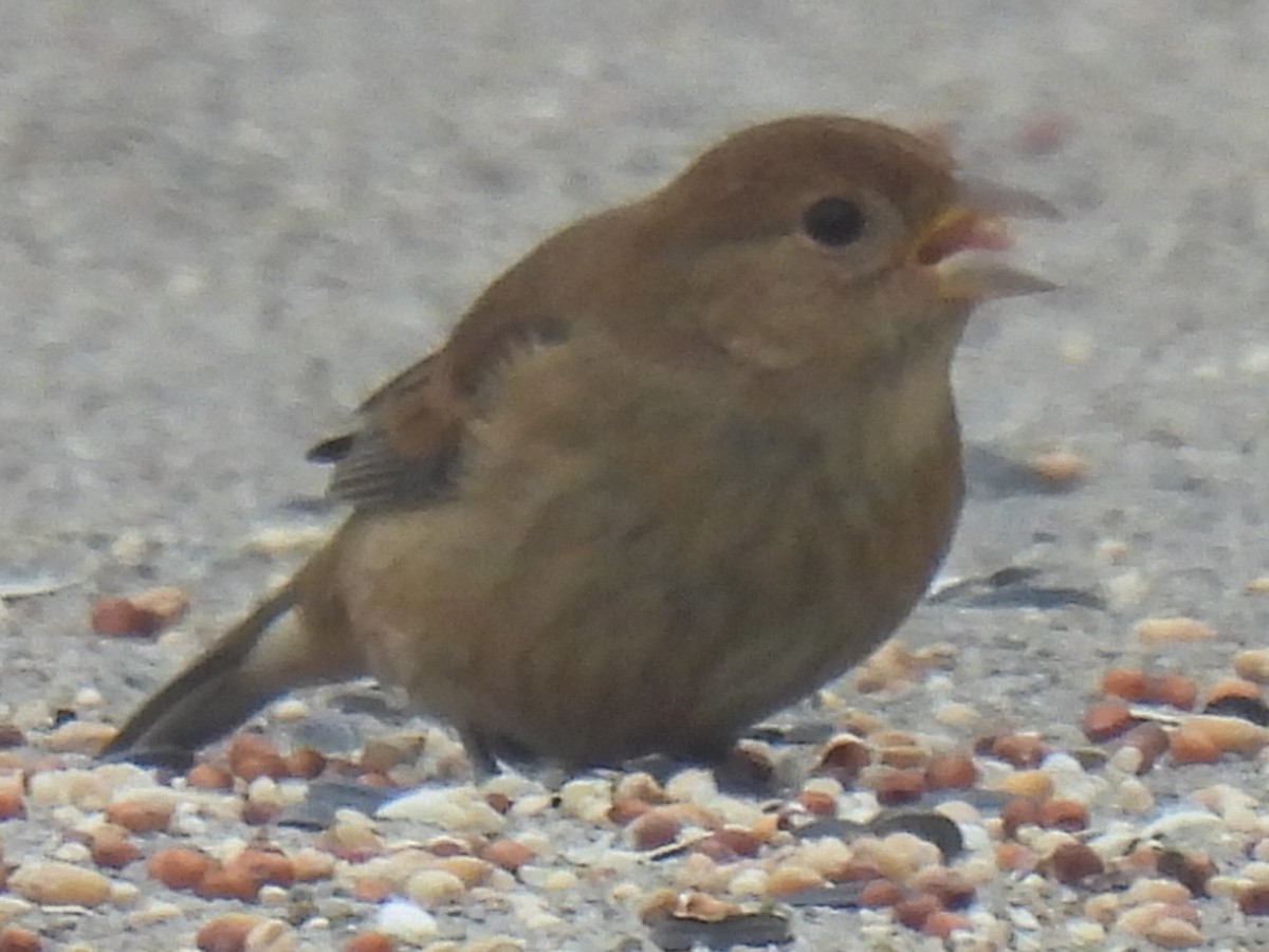 Indigo Bunting - ML646778591