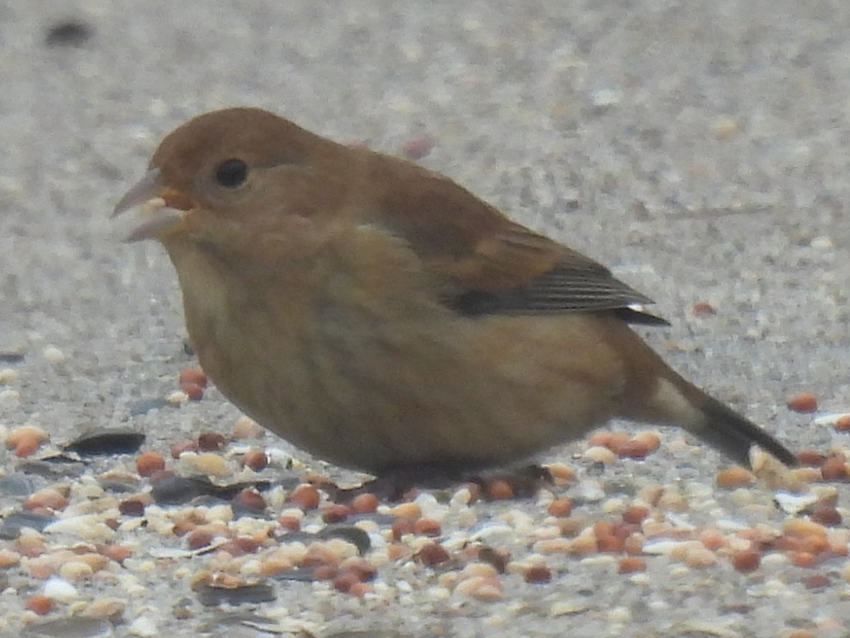 Indigo Bunting - ML646778593