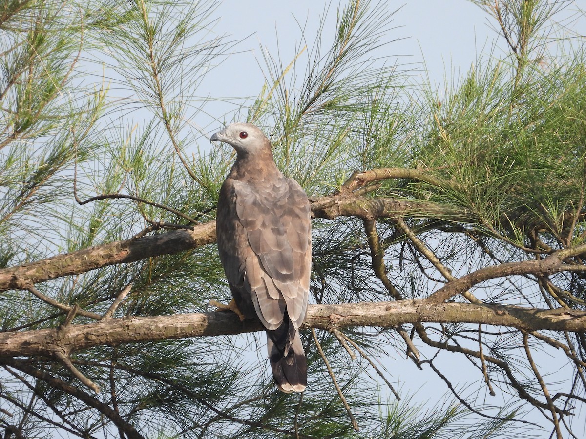 Согсоот гоорбис - ML646778605