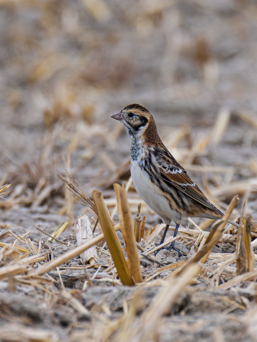Подорожник лапландський - ML646778612