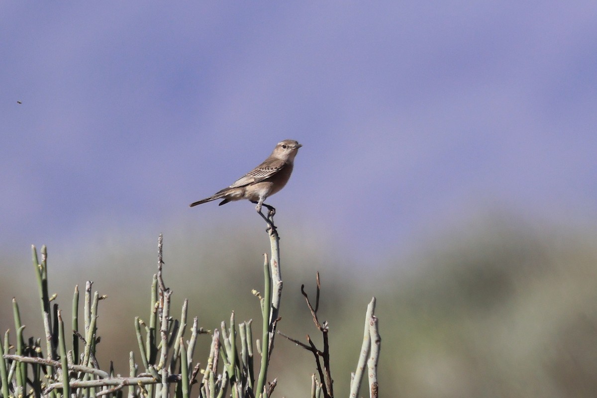 Chat Flycatcher - ML646778615