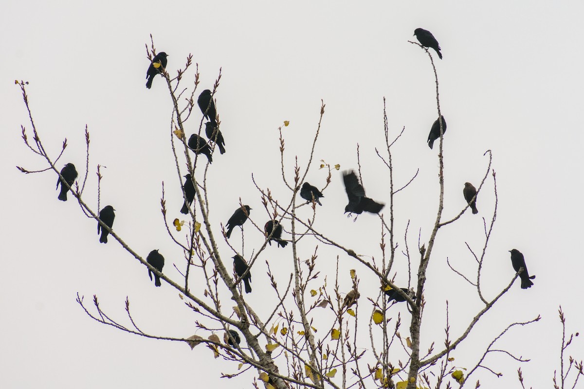 Red-winged Blackbird (California Bicolored) - ML646778621