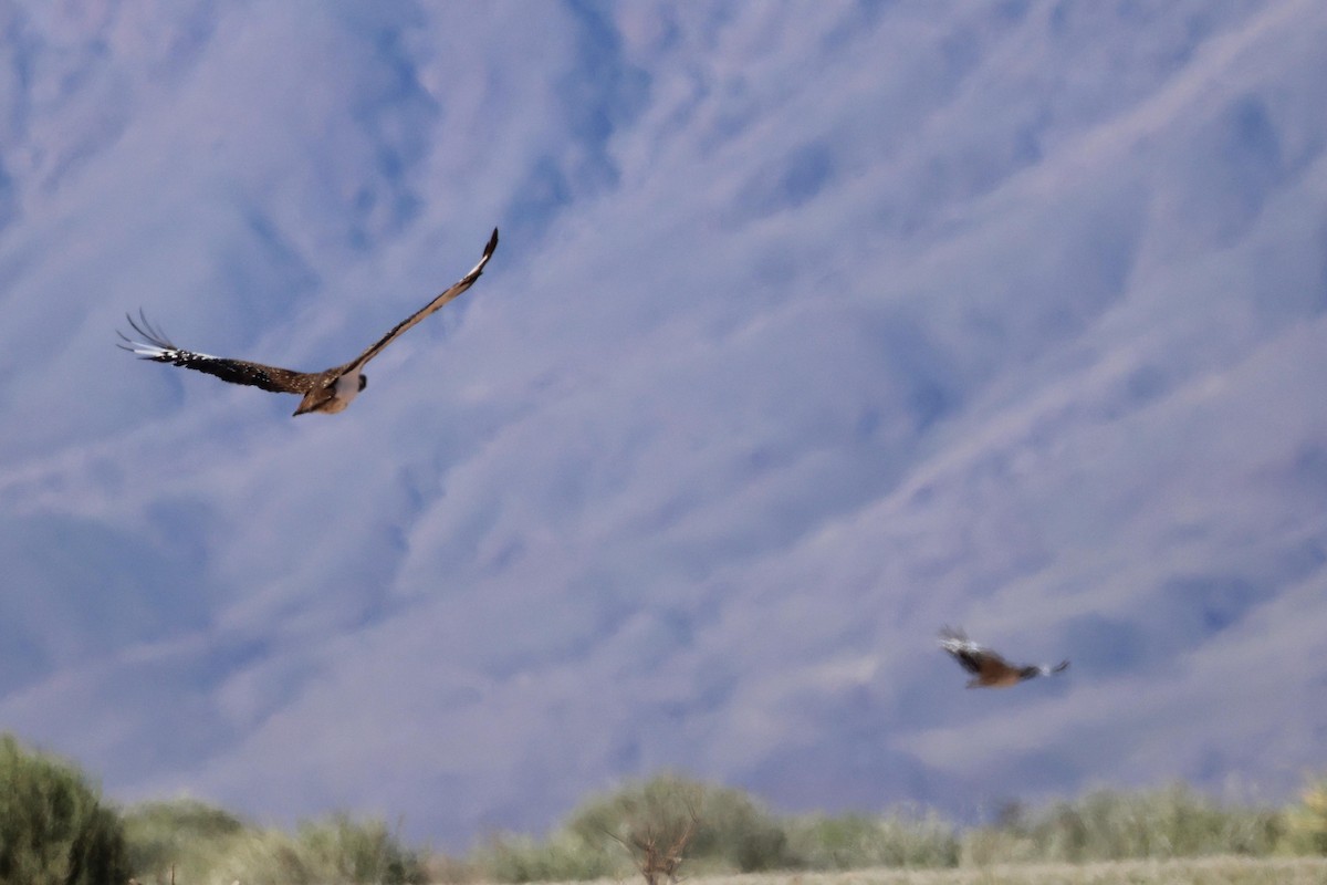 Ludwig's Bustard - ML646778622