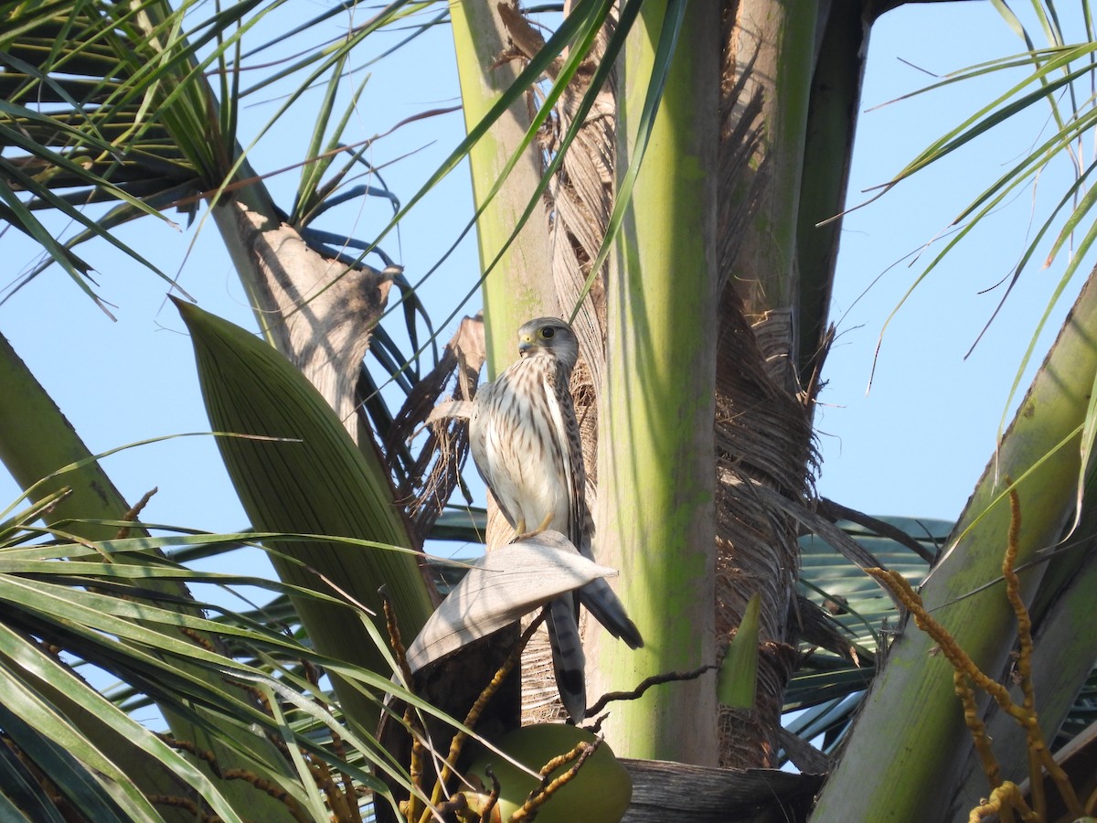 Начин шонхор - ML646778624