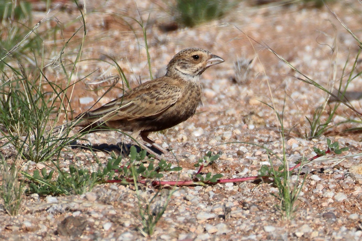 Gray-backed Sparrow-Lark - ML646778626