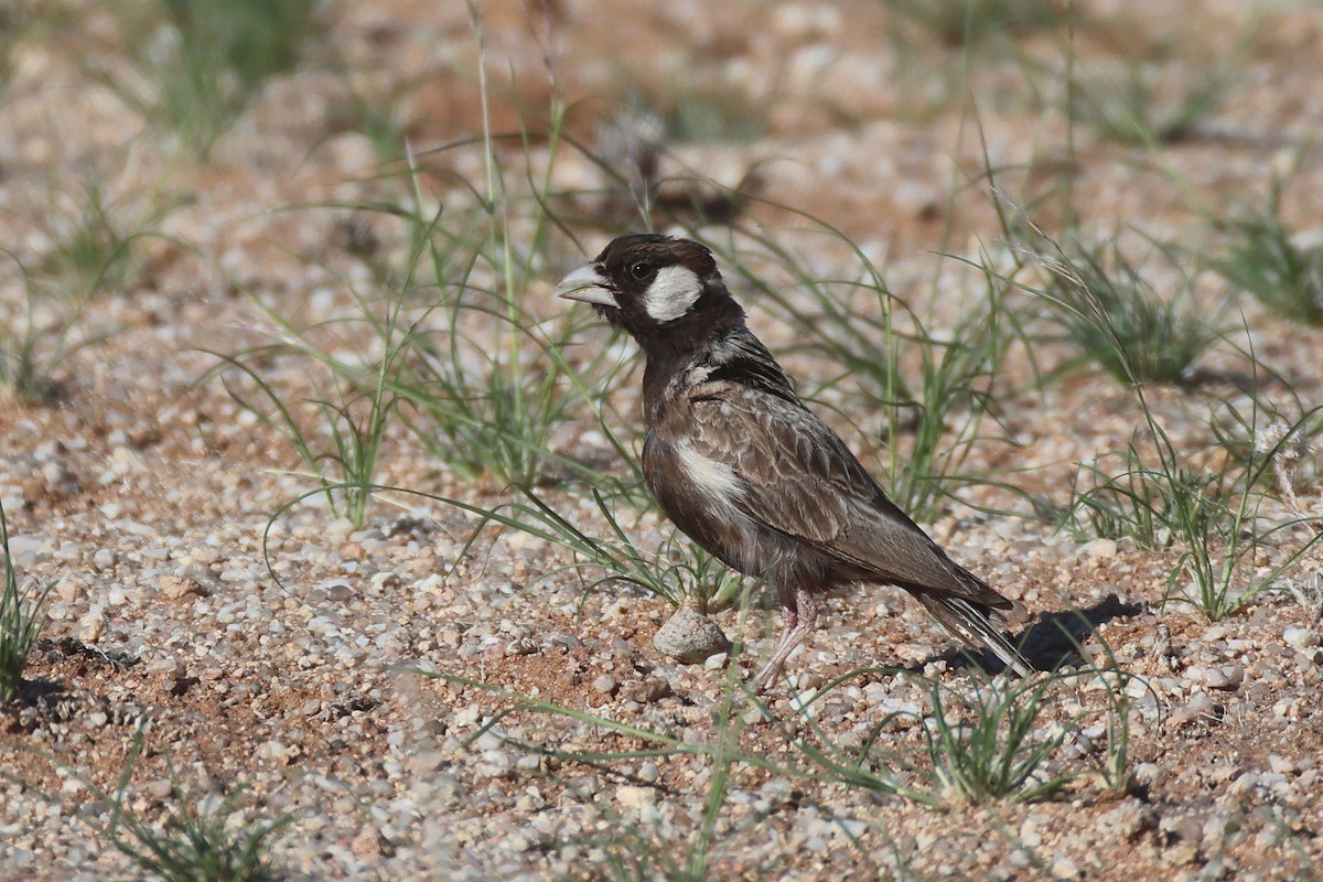 Gray-backed Sparrow-Lark - ML646778627
