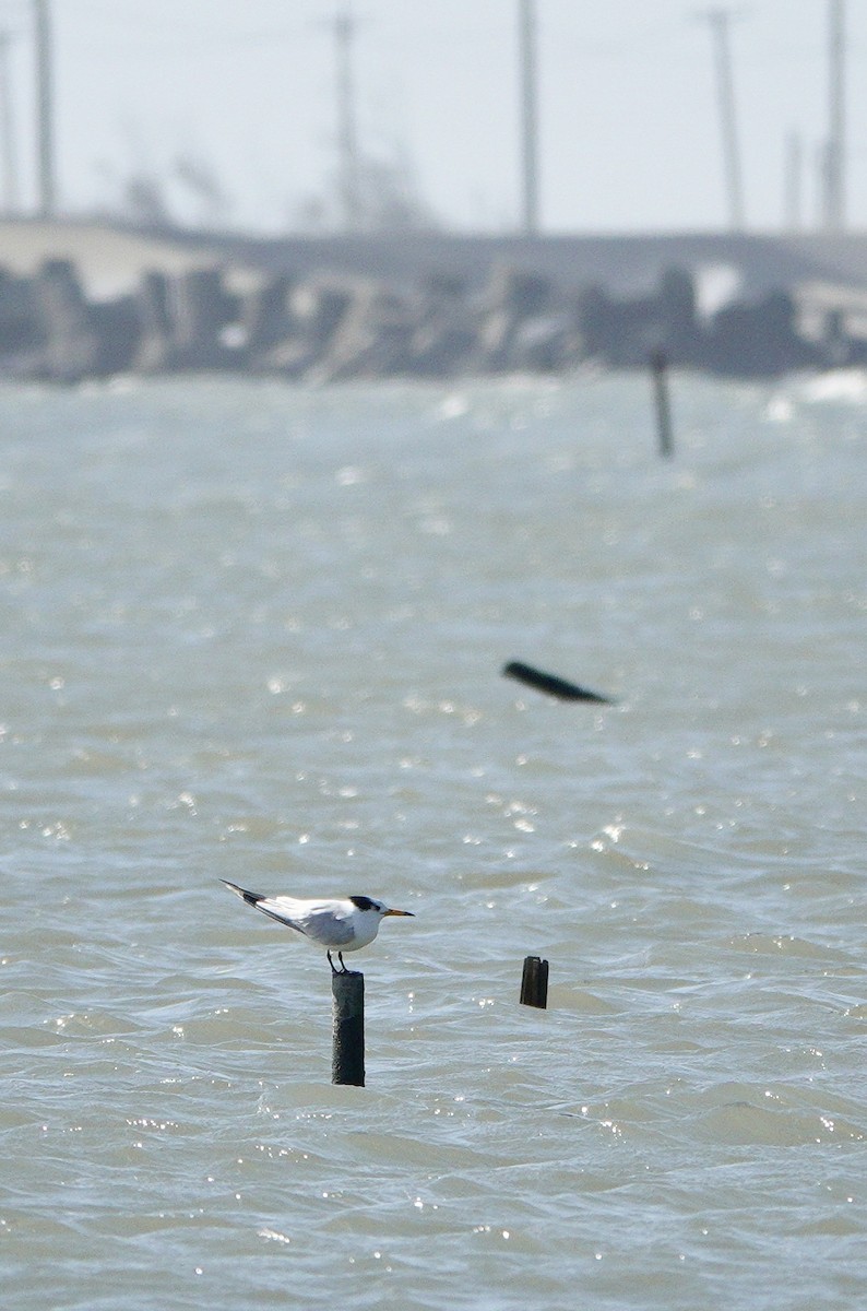 Крячок китайський - ML646778629