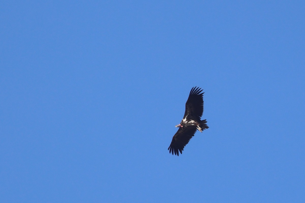 Lappet-faced Vulture - ML646778631
