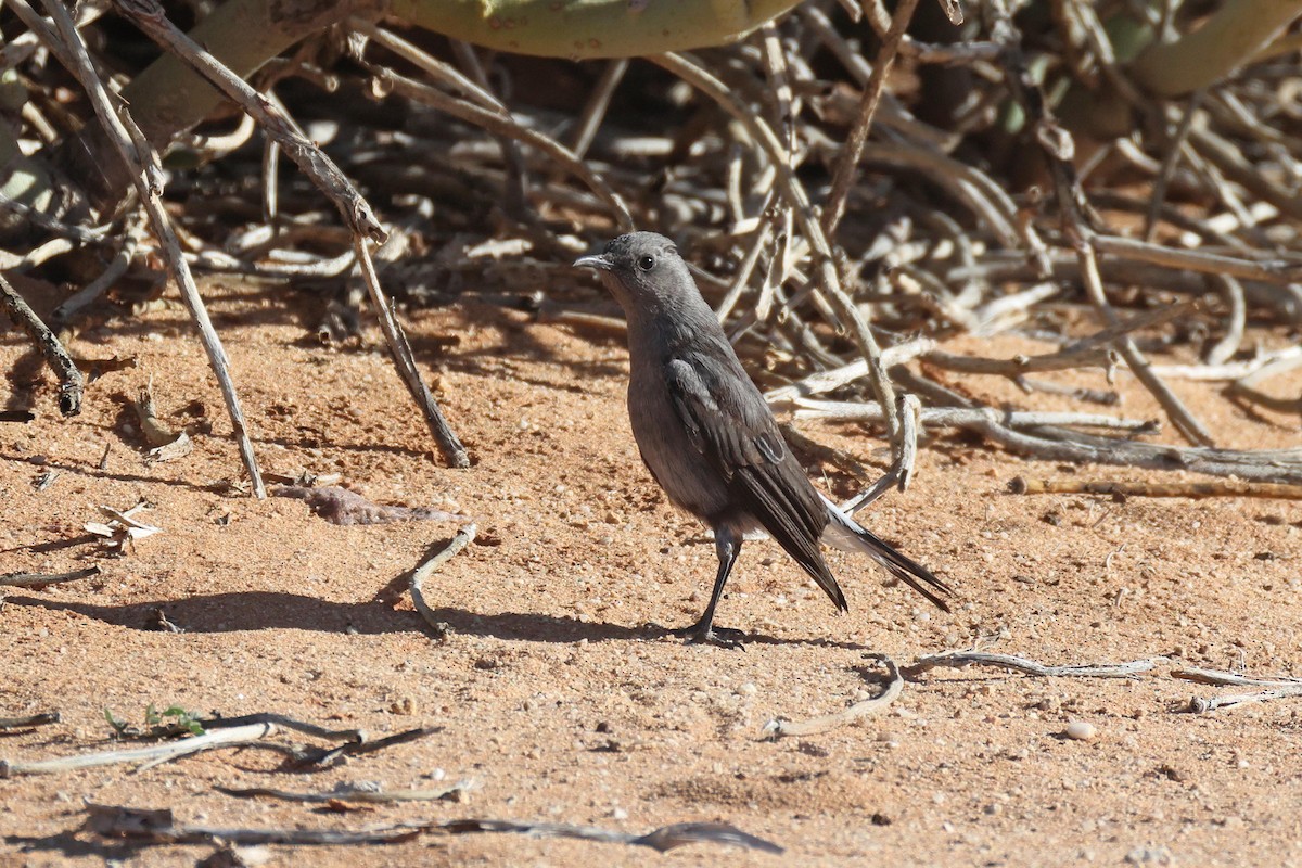 Mountain Chat - ML646778635