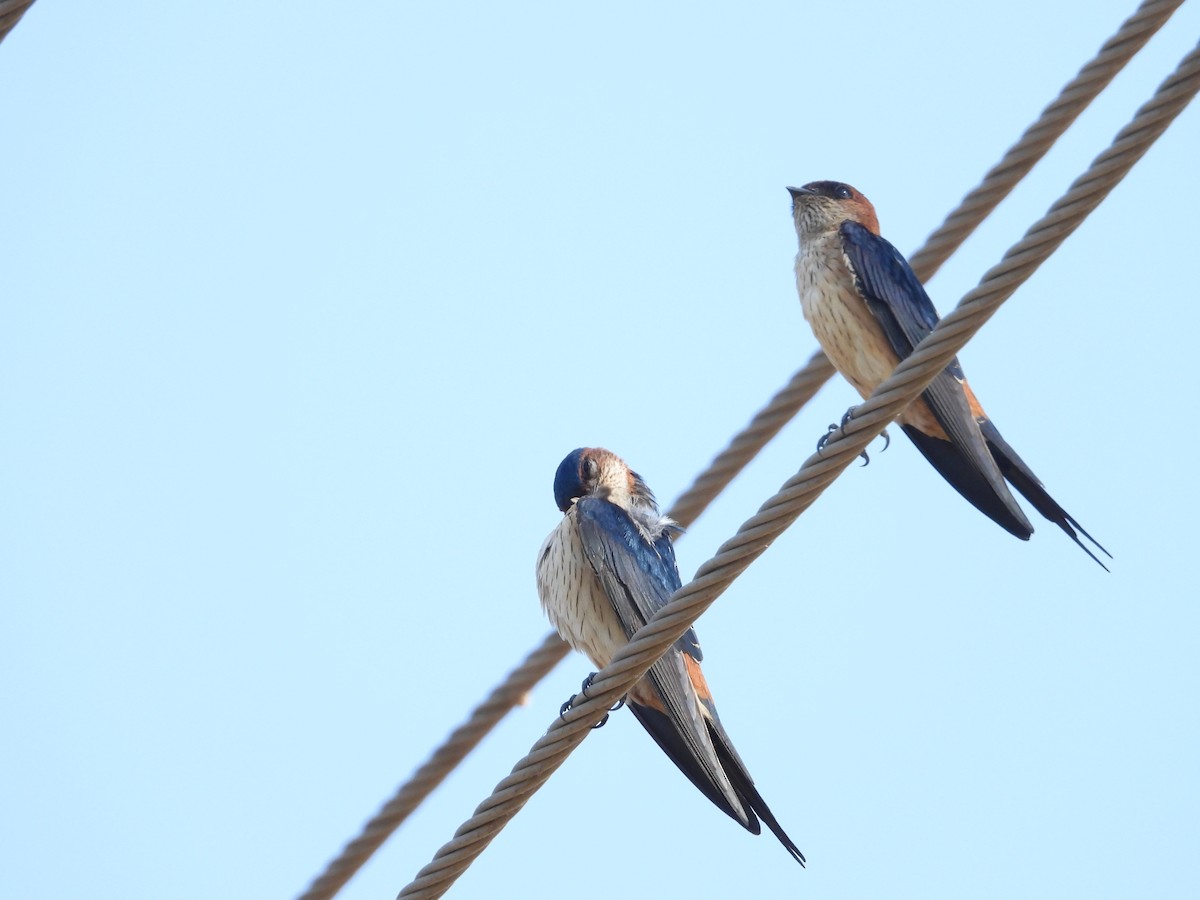 Монгол хараацай - ML646778637