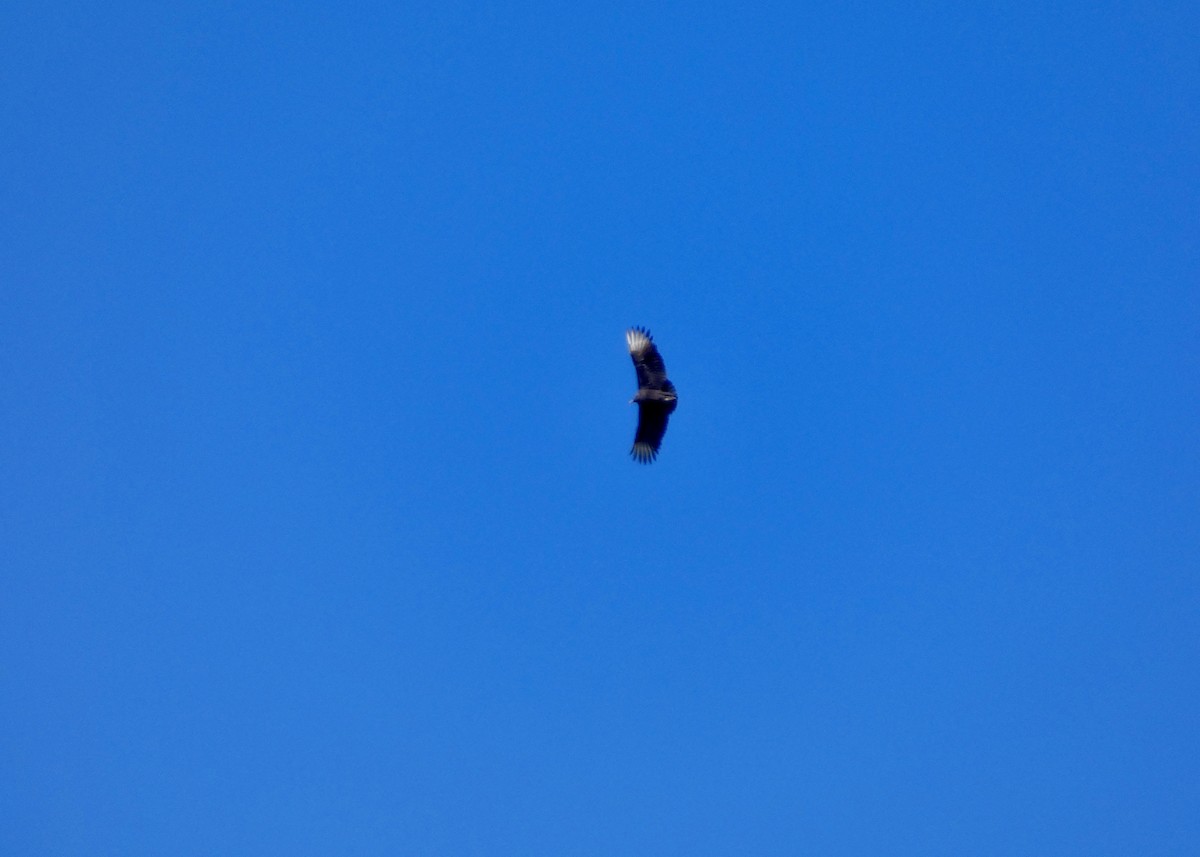 Karga Akbabası - ML646778638