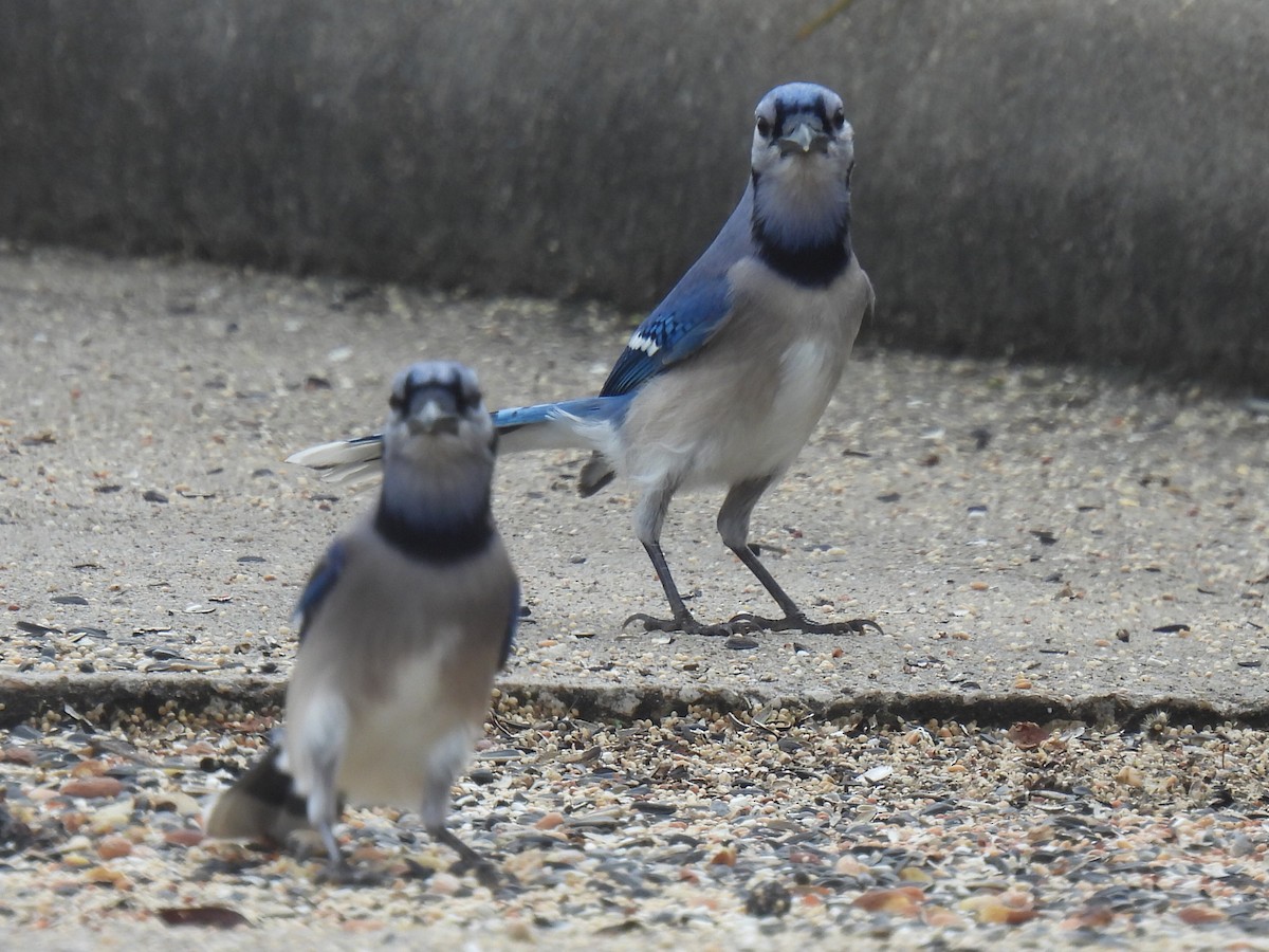 Blue Jay - ML646778639