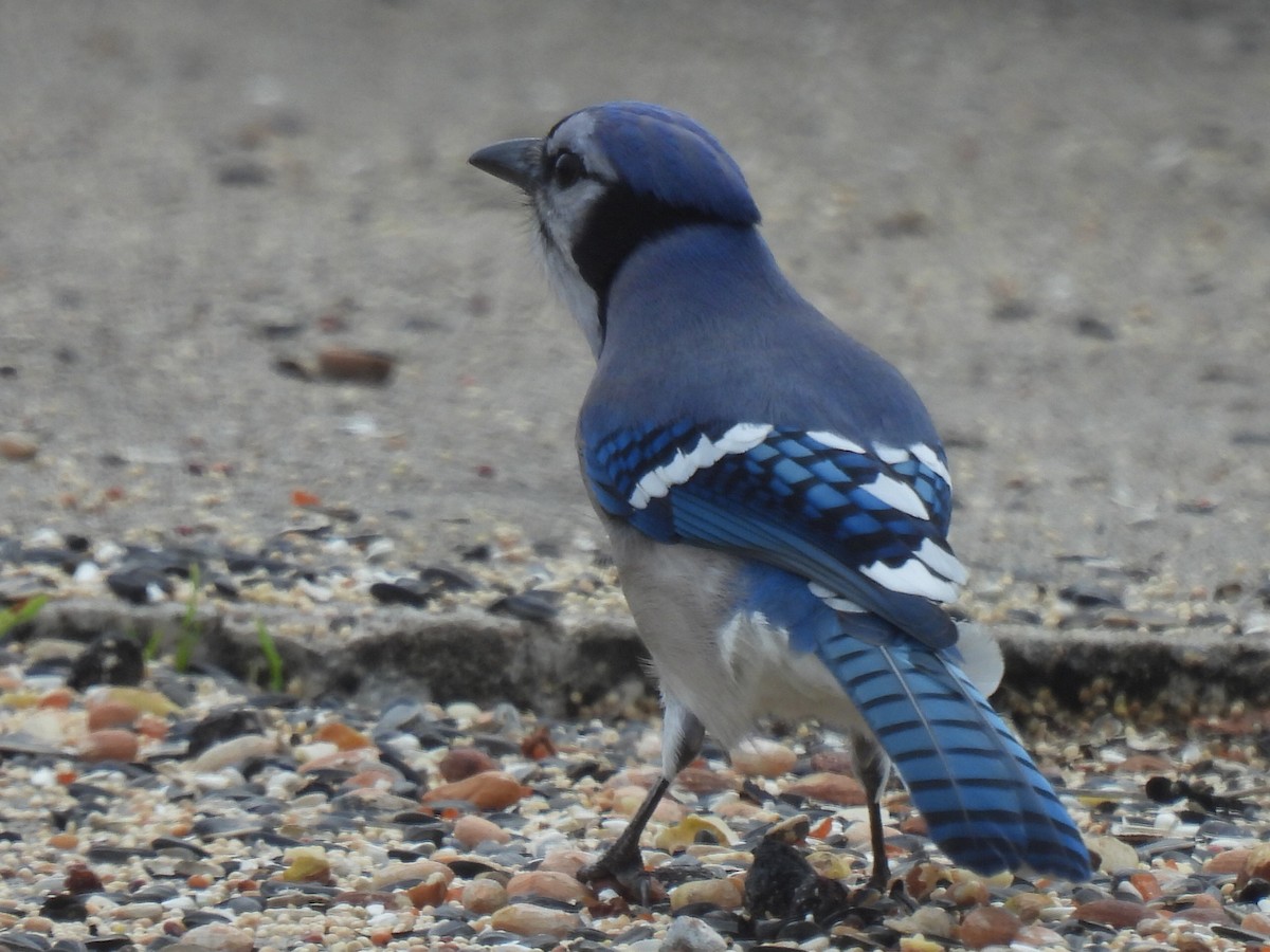 Blue Jay - ML646778642