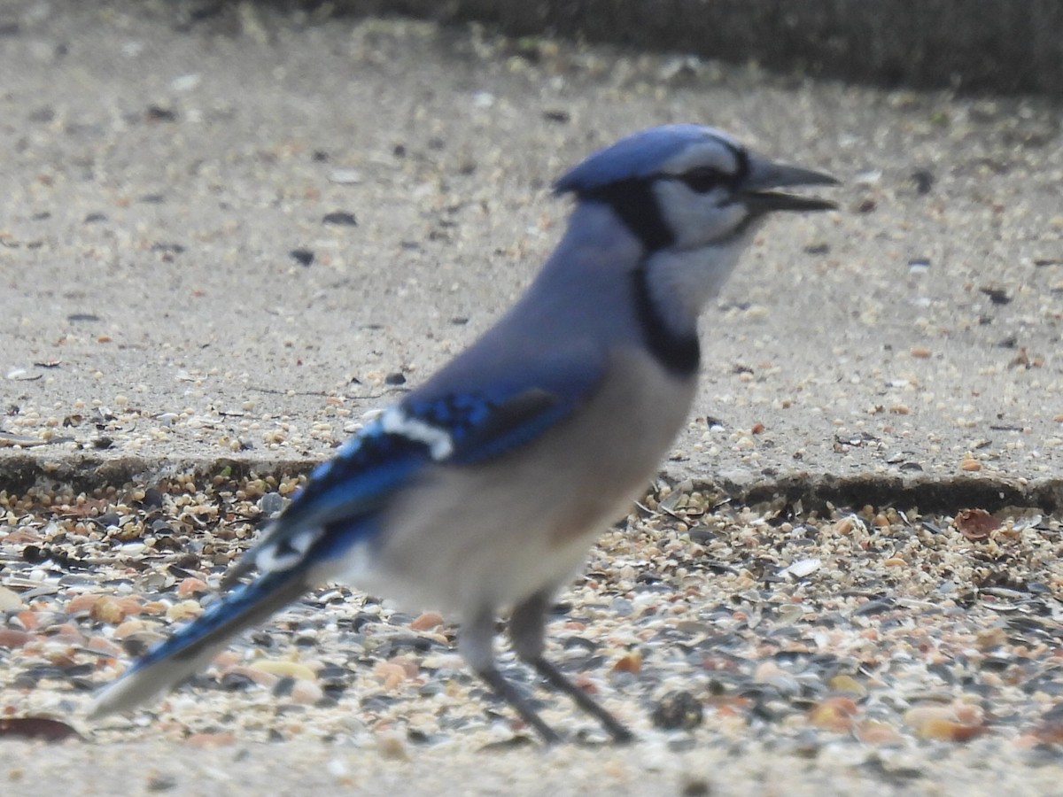 Blue Jay - ML646778644