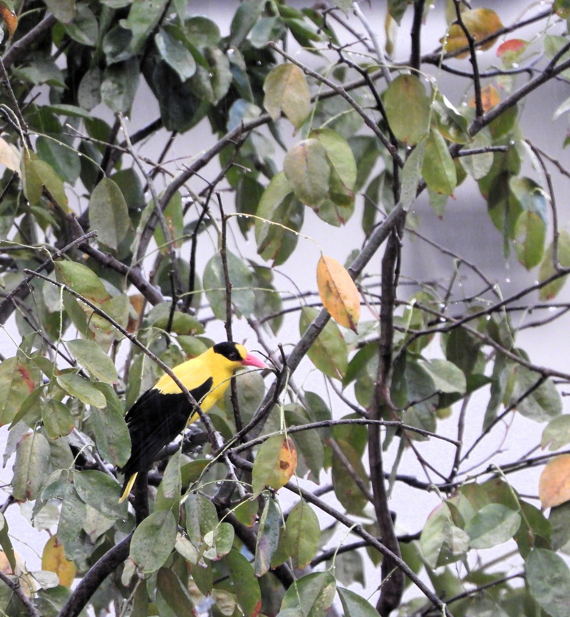 svartnakkepirol - ML646778646