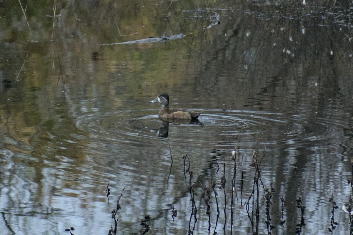 Ring-necked Duck - ML646778649