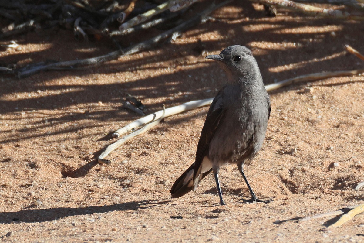 Mountain Chat - ML646778651