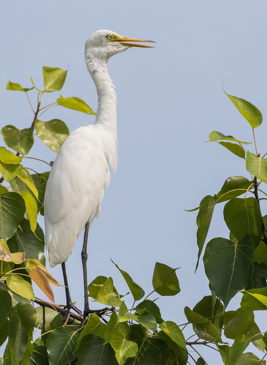 Medium Egret - ML646778653