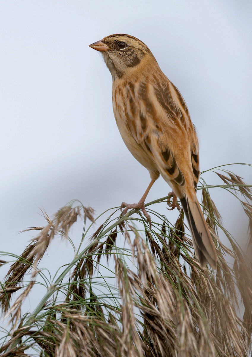 Ochre-rumped Bunting - ML646778657