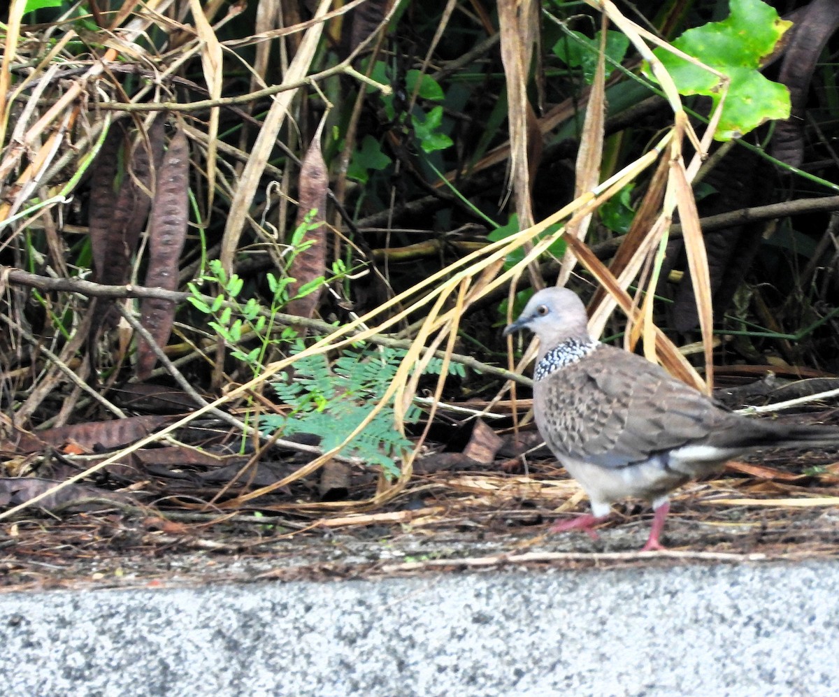 perlekragedue - ML646778658