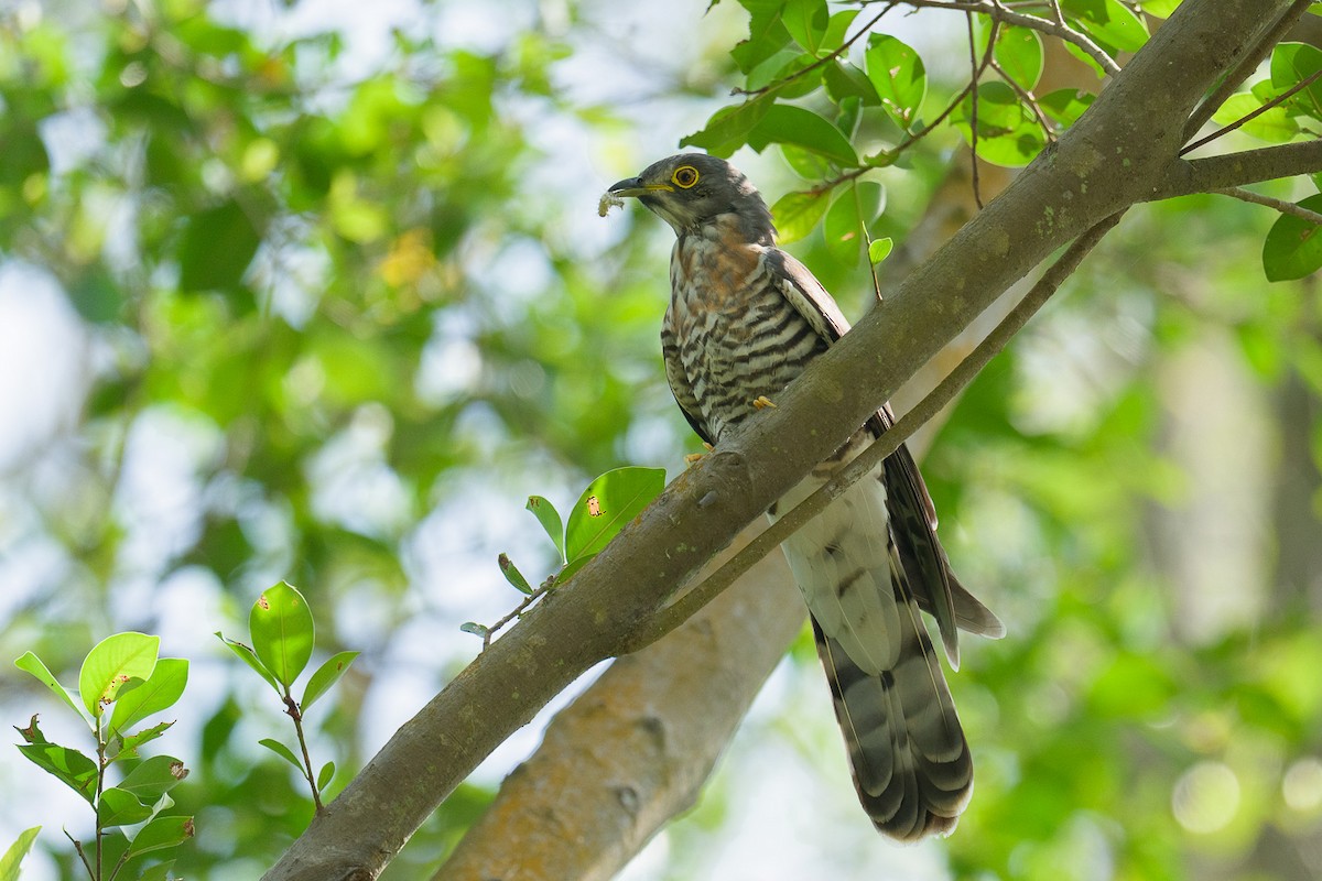 Cuco Grande - ML646778661