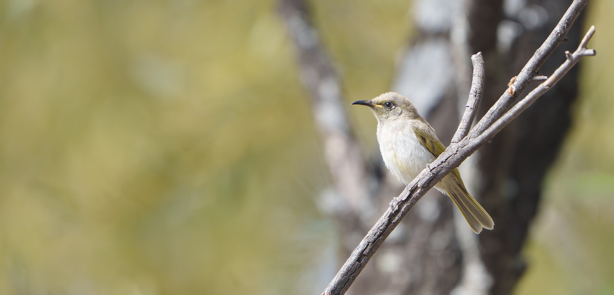 Brown Honeyeater - ML646778667
