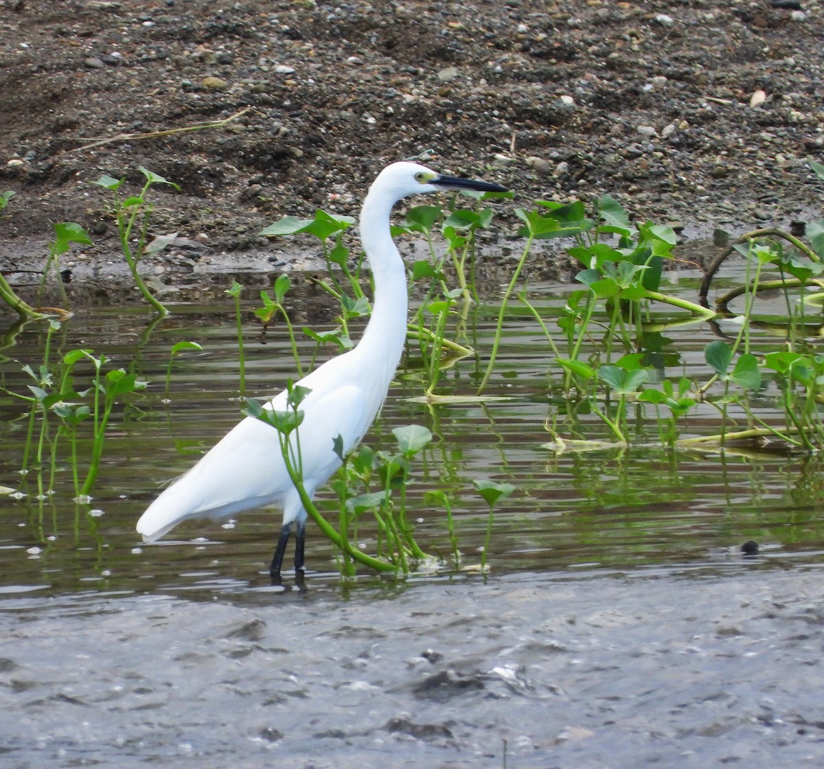 silkehegre - ML646778670