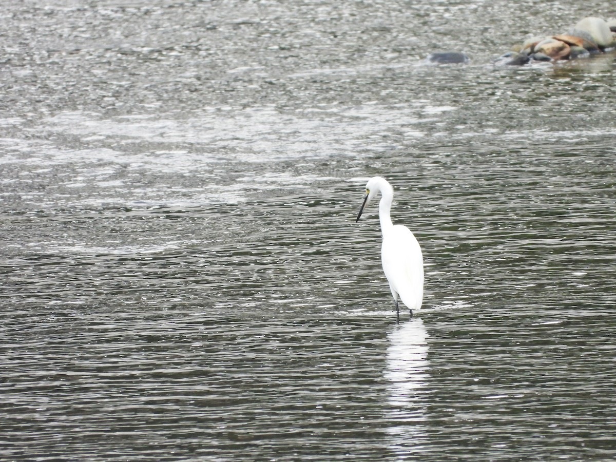 silkehegre - ML646778671