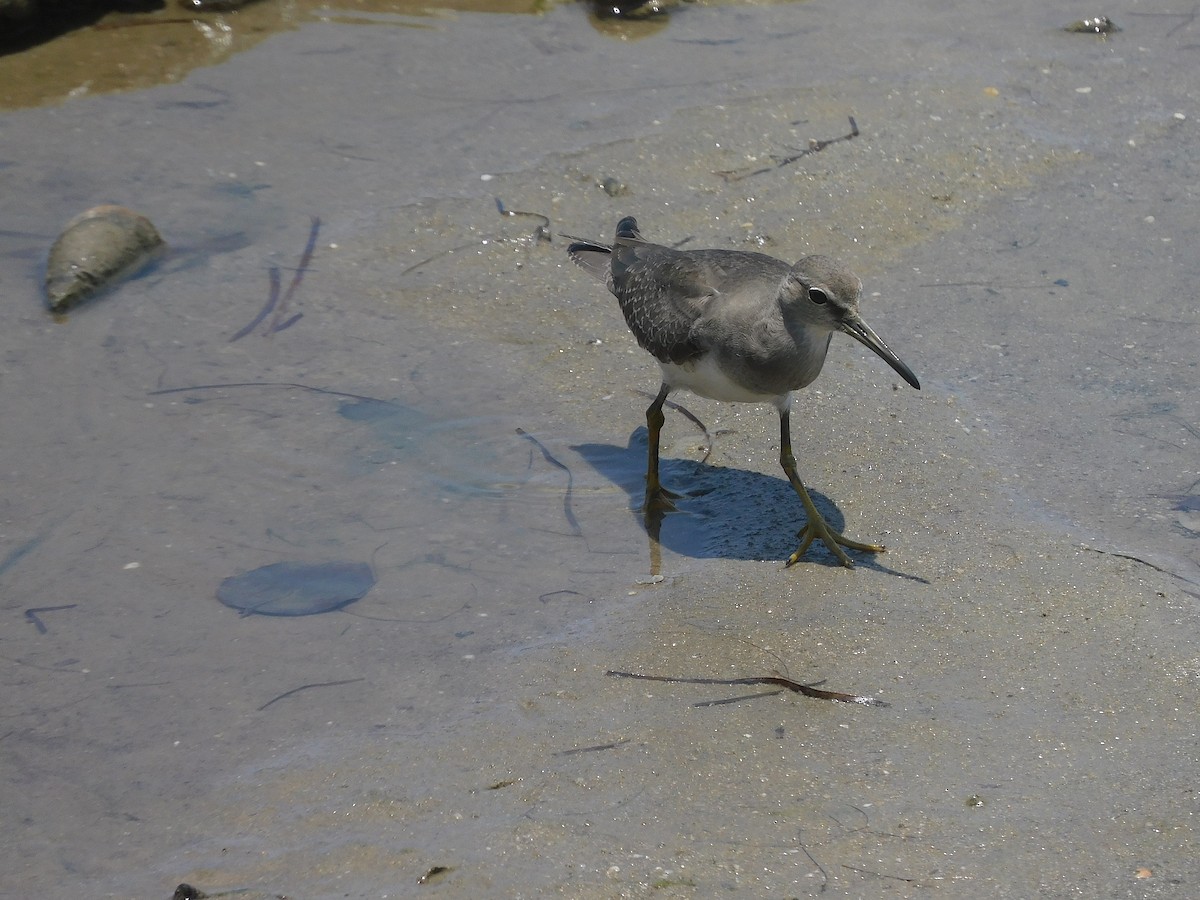Сибирский пепельный улит - ML646778672