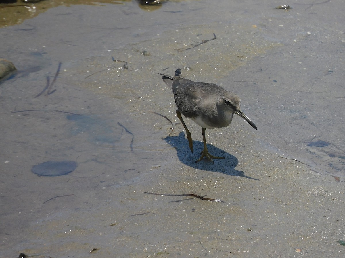 Сибирский пепельный улит - ML646778673