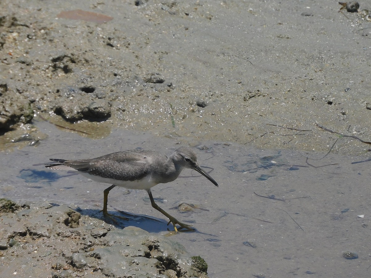 Gray-tailed Tattler - ML646778674