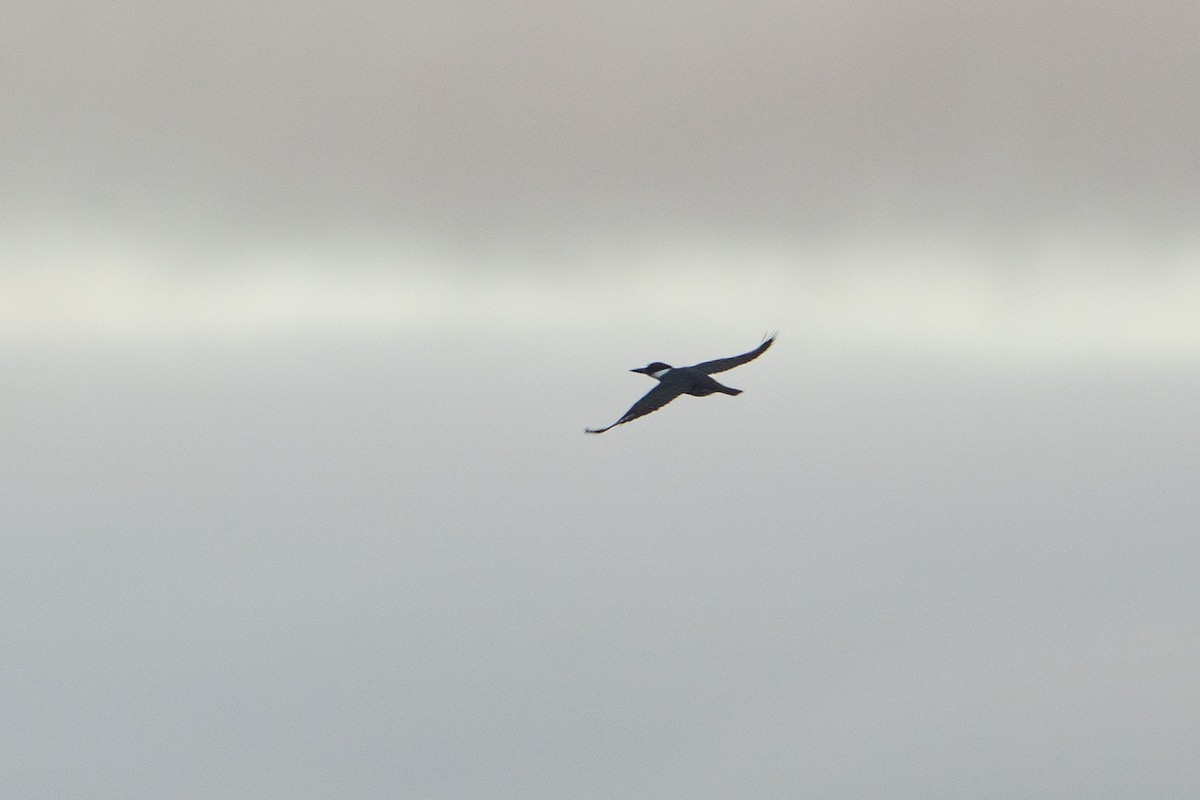 Belted Kingfisher - ML646778676
